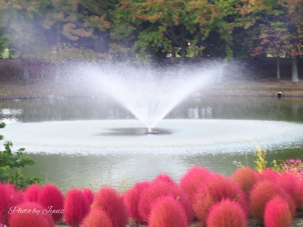 海の中道海浜公園 コキア