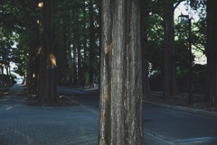 木力