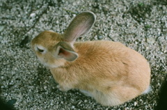 あたいはうさぎ