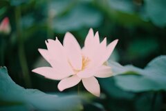白蓮