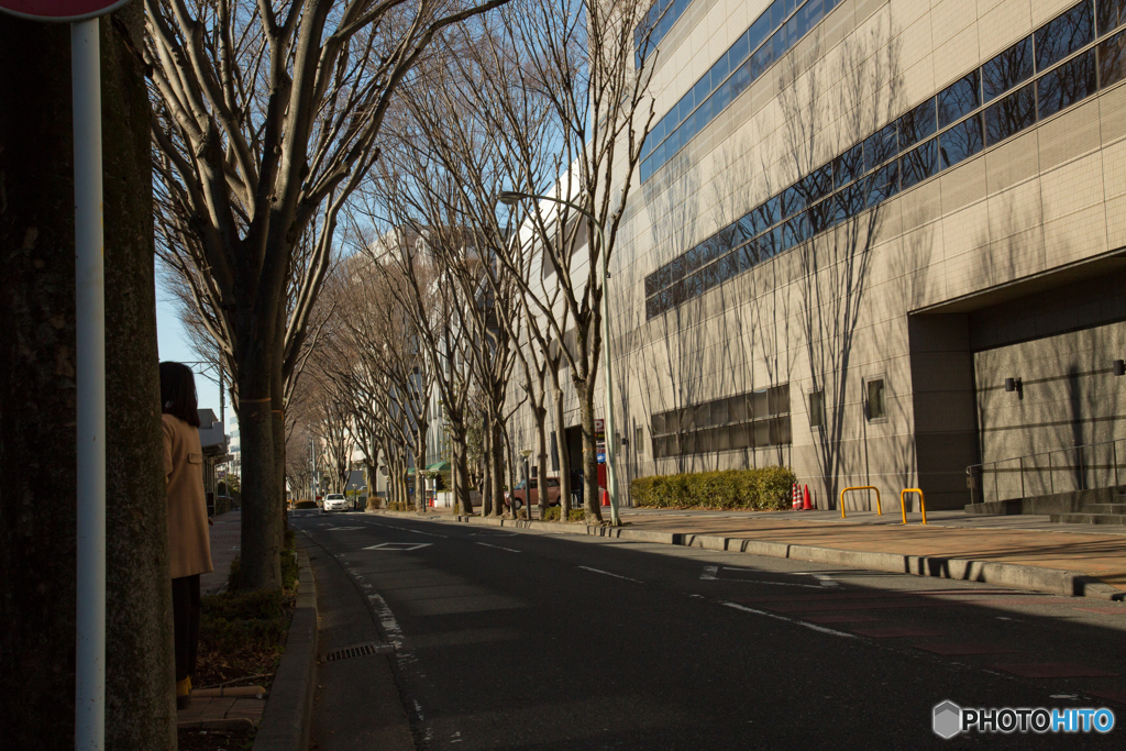 春待ちわびる街路樹。