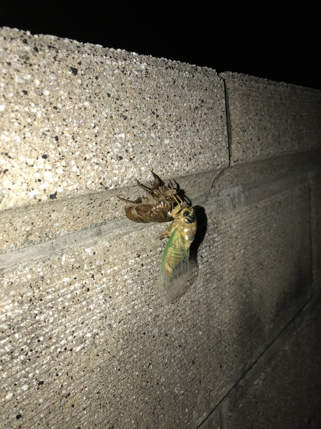 アルバムより14 【 夏の夜の思い出。】