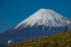 1月14日の富士山。【春はまだかな？】