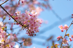 なんて名の桜…？