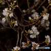 春雨の夜桜。