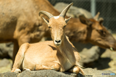 アルバムより 7 【 動物名…不明^^; 】