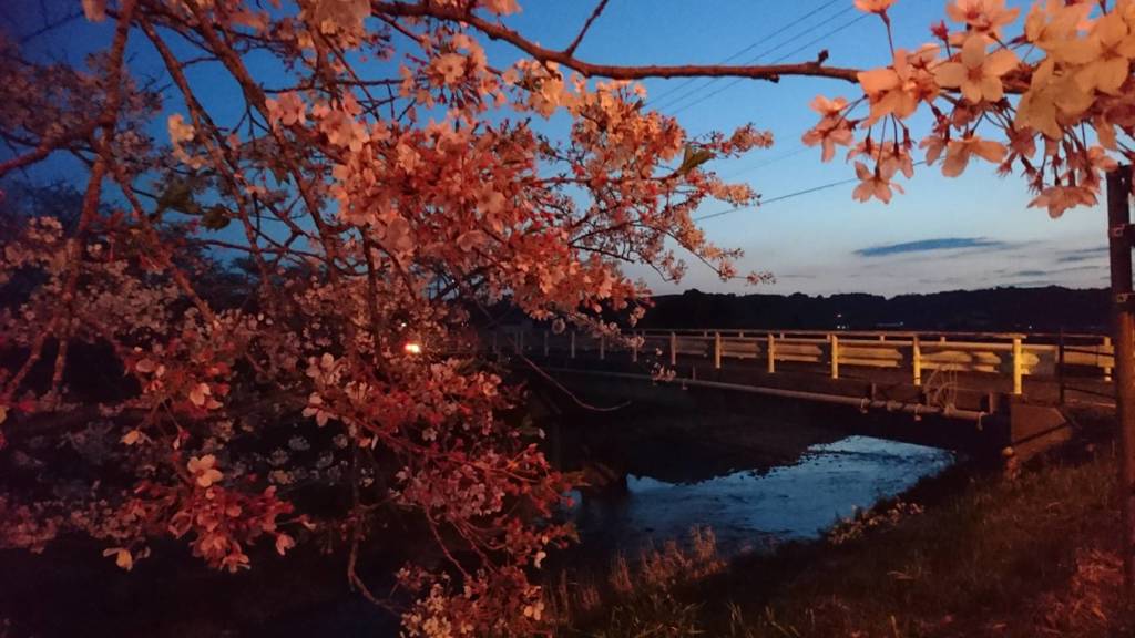 夕日の色した桜。