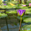 蓮の花。