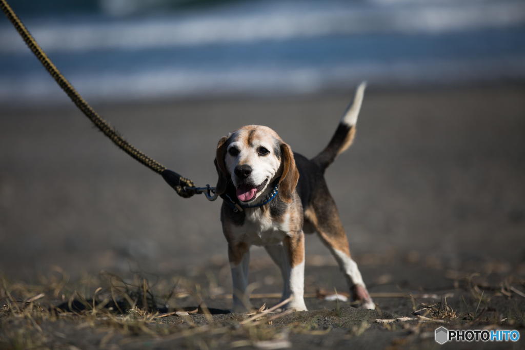 冬の海にて、愛犬と。