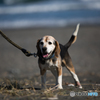 冬の海にて、愛犬と。