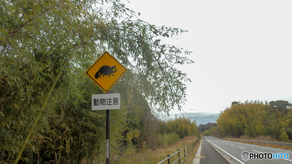 動物注意‼︎