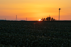 茶畑の夕日。