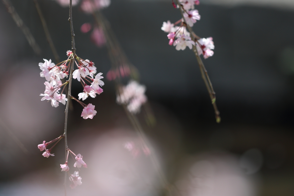 やっぱり前ボケが好き！～桜シーズン駆け足～