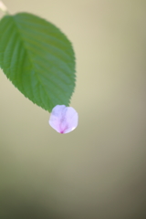 名残の桜