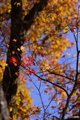 空高く紅葉燃ゆる秋