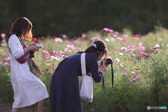 花のような人々　～コスモスの記憶編～