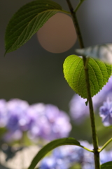 花と月はお友達　～葉っぱだって編～