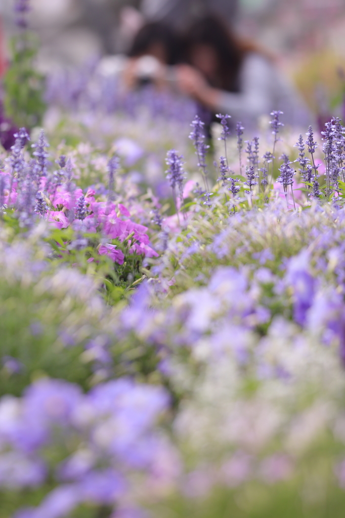 花のような人々　～お花畑の夢～