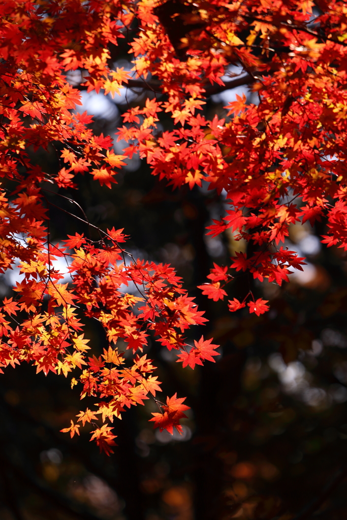 紅の輝き