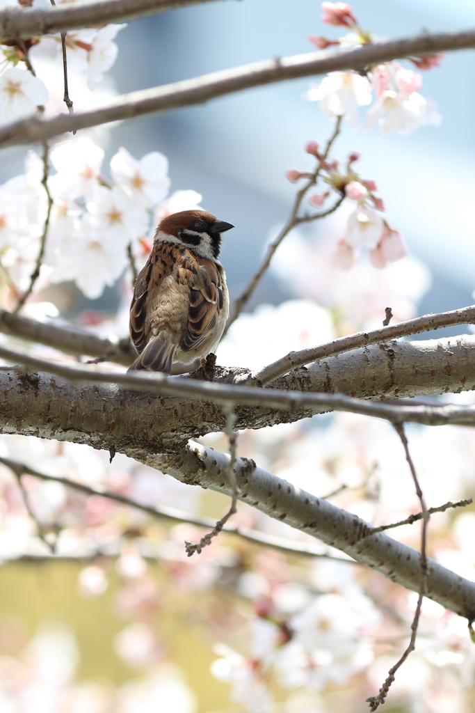 すずめのお花見