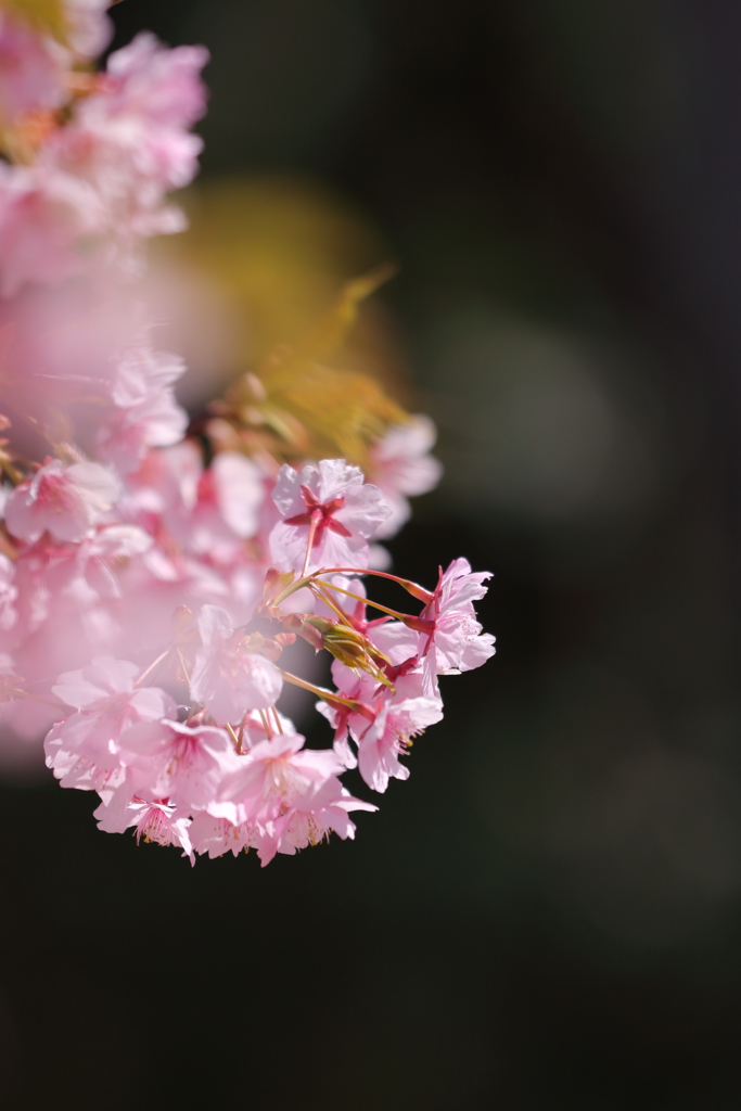 河津桜