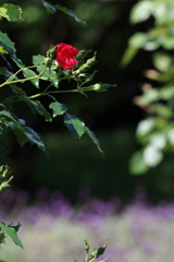 薔薇とラベンダー