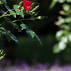 薔薇とラベンダー