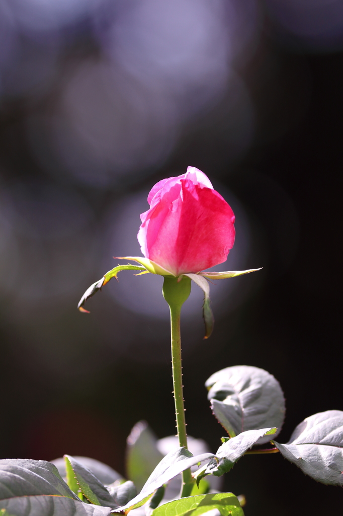 秋薔薇と玉ボケと