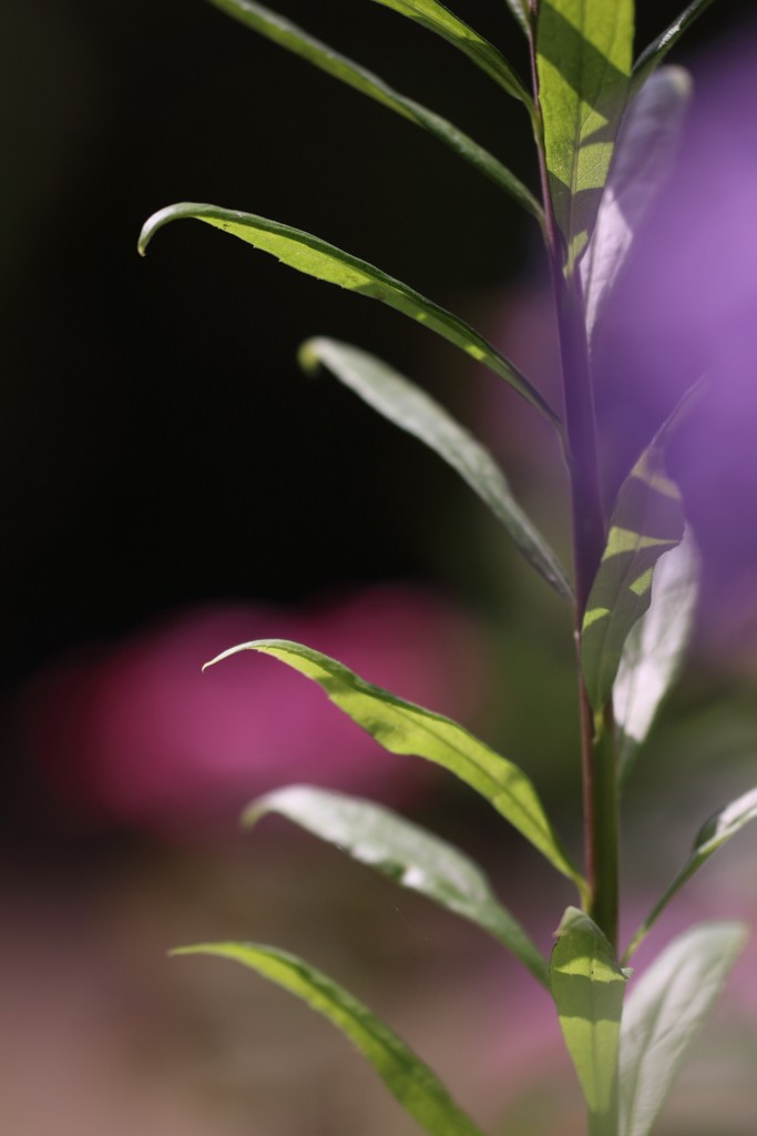 花はなくとも華はあり2019