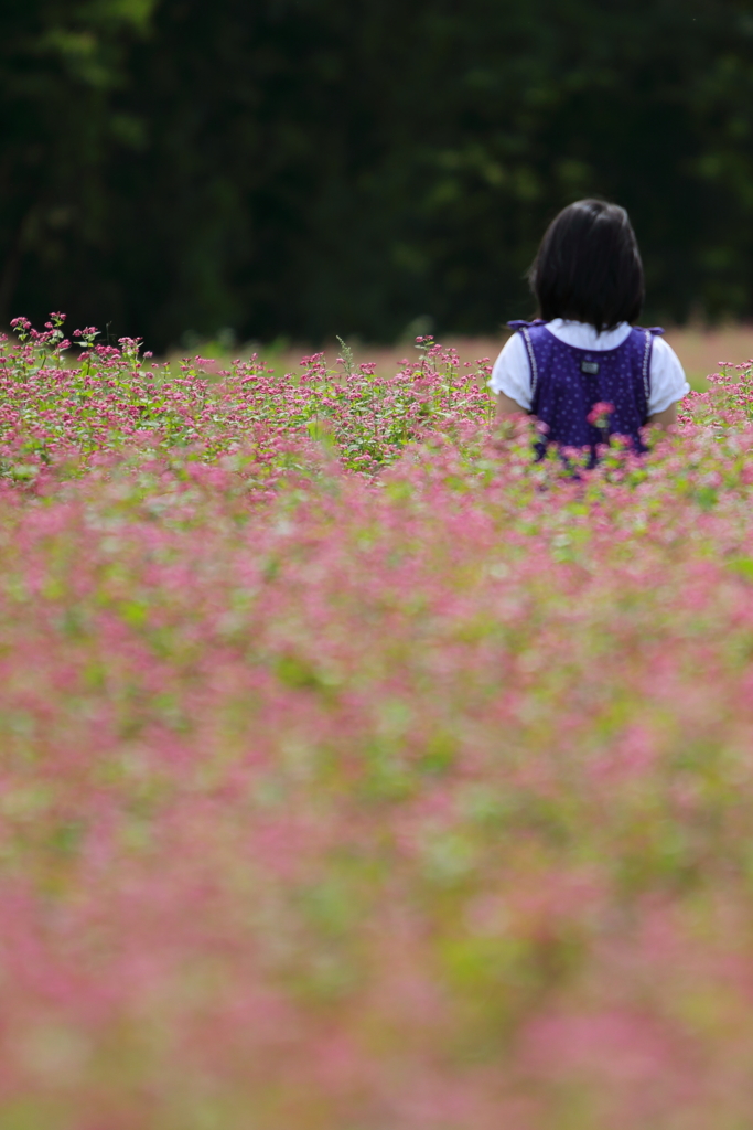 秋の気配　～赤蕎麦畑の少女～