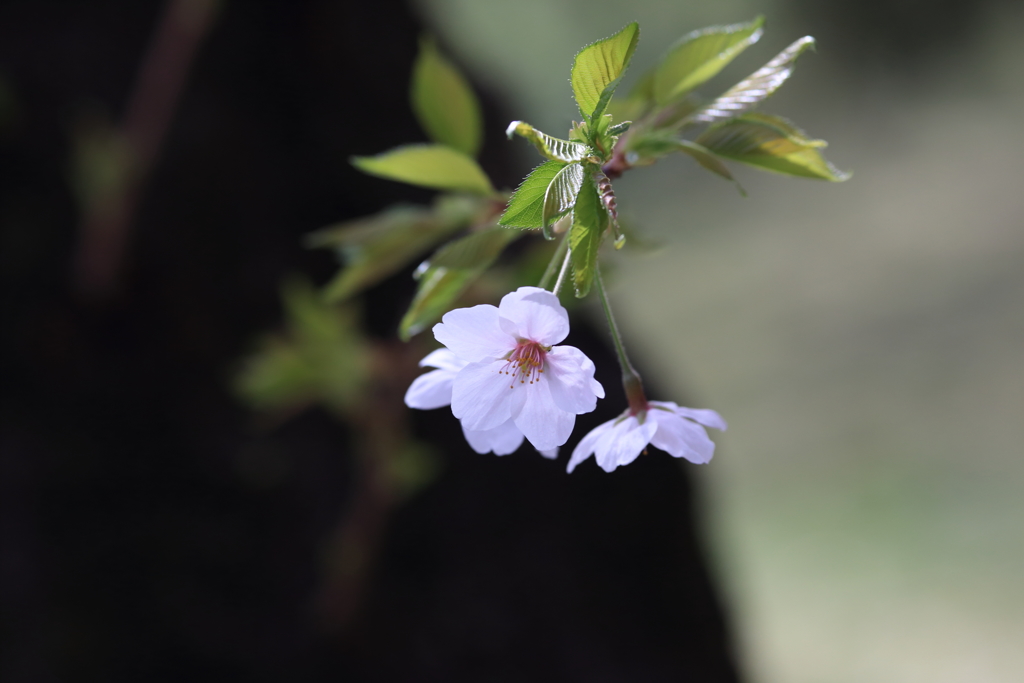 胴吹きの桜２
