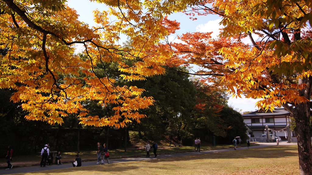 ワイドビュー紅葉
