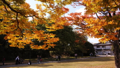 ワイドビュー紅葉