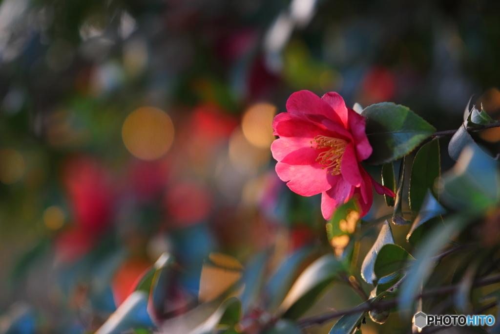 夕映えの山茶花
