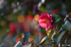 夕映えの山茶花 夕映えの山茶花