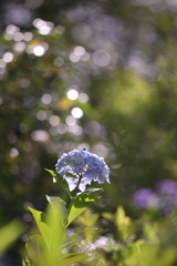 紫陽花に銀の雫が降る