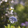 紫陽花に銀の雫が降る