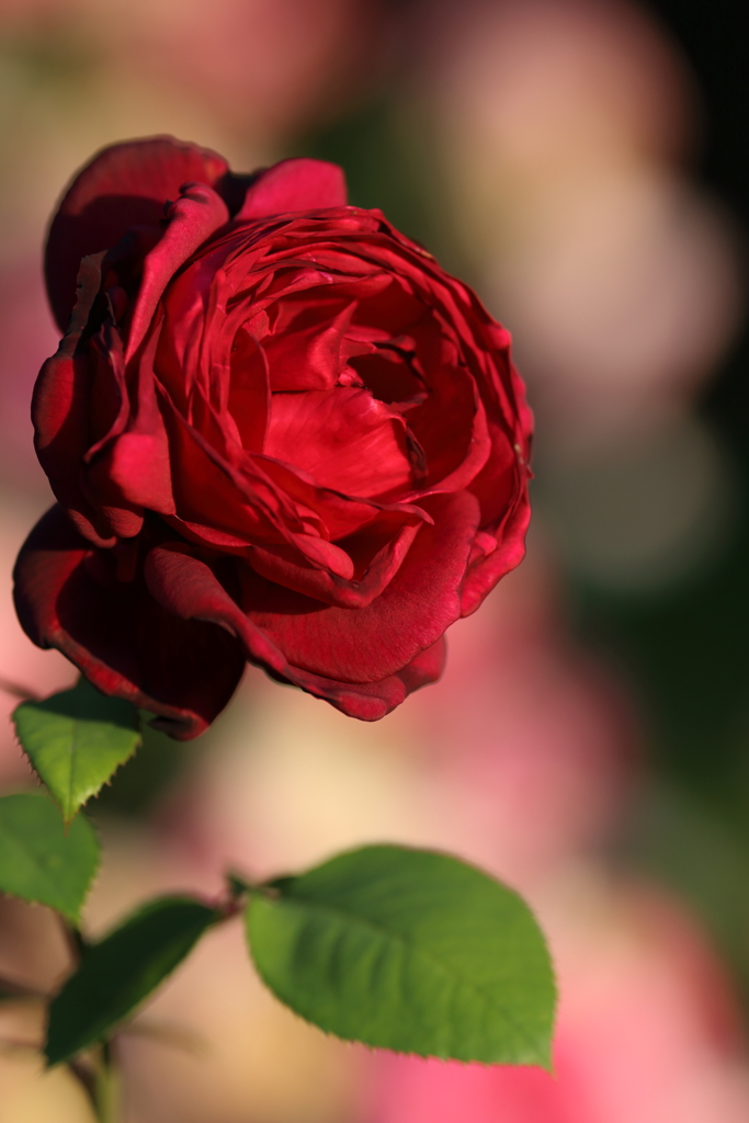 薔薇（赤）
