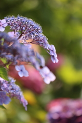 華やかな紫陽花