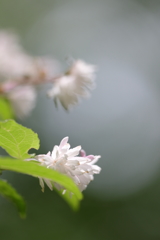 名を知らぬ花