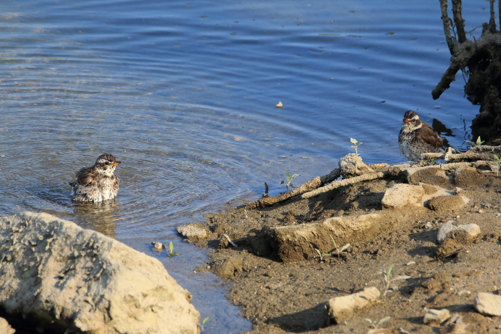 ファインダーの中の劇場　～ツグミの水浴び～