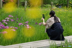 花のような人　菖蒲編