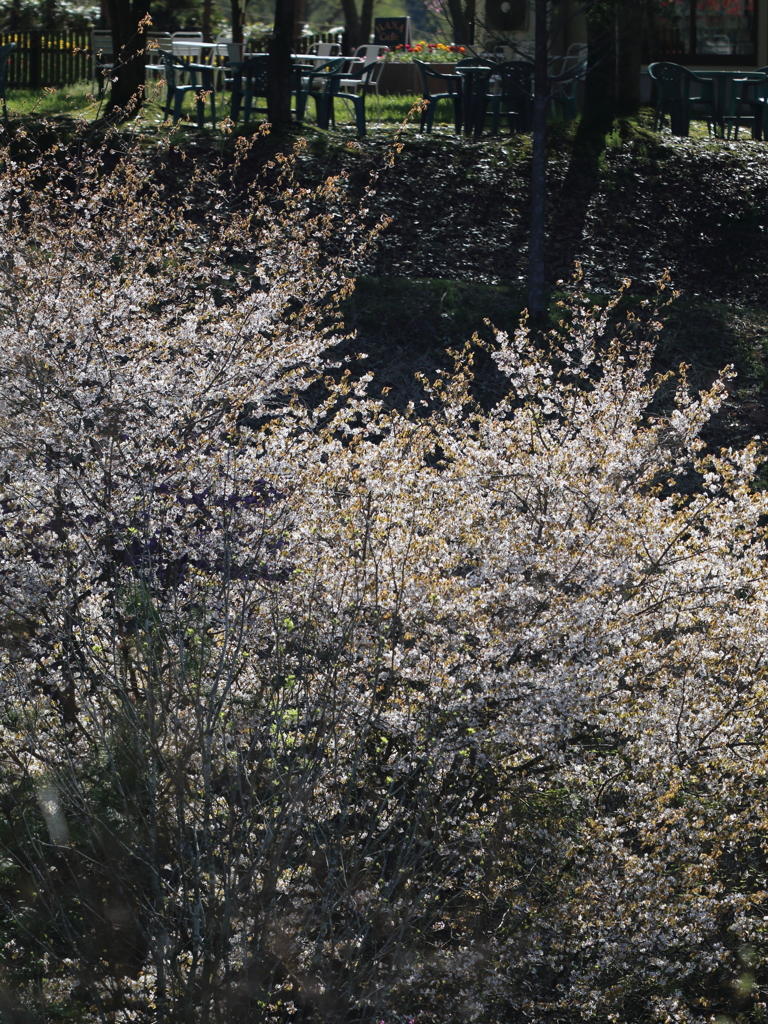 今年最後の桜