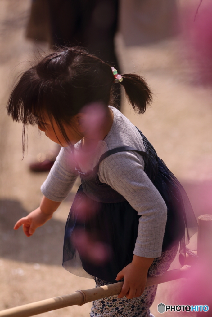 momo blossom
