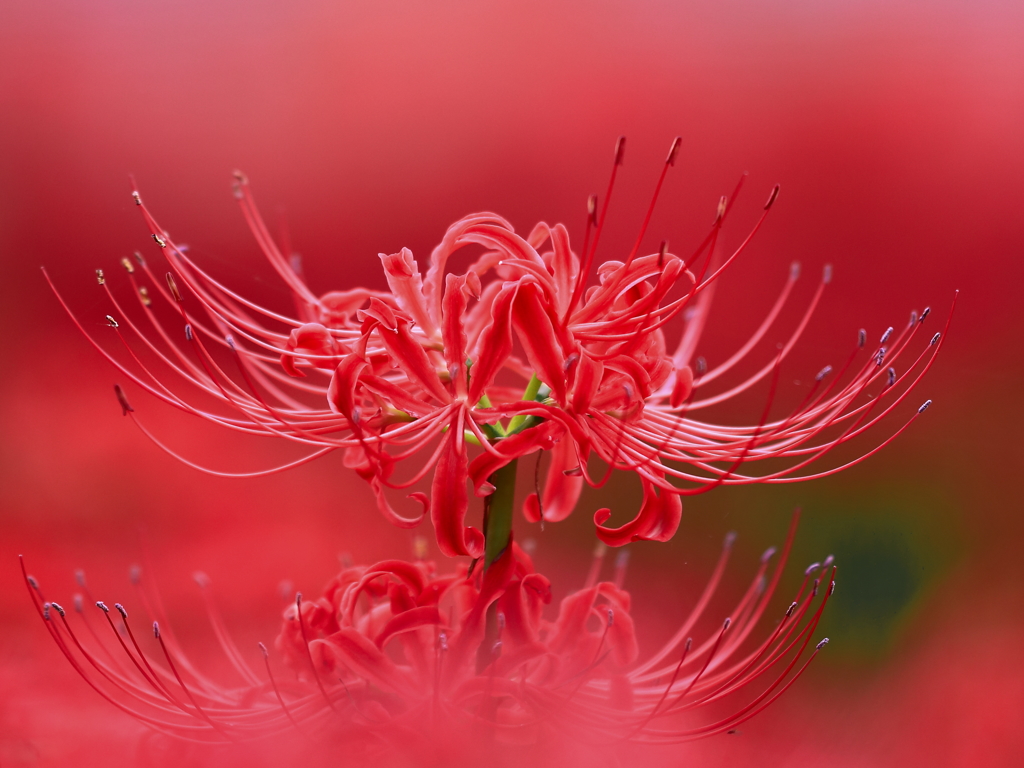 曼珠沙華