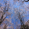 青空枝垂れ桜