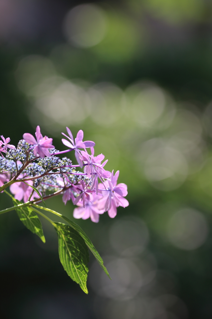 紫陽花（玉ボケとともに）