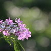 紫陽花（玉ボケとともに）