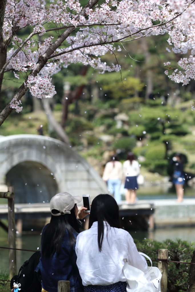 桜吹雪舞い散る