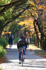 錦秋の銀輪街道